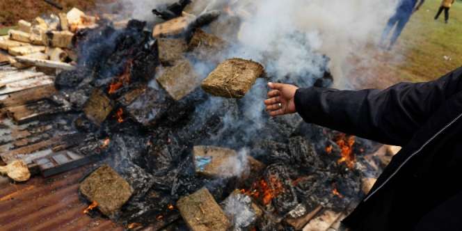 Ganja 3 Ton Dibakar di Palmerah Disorot Media Asing