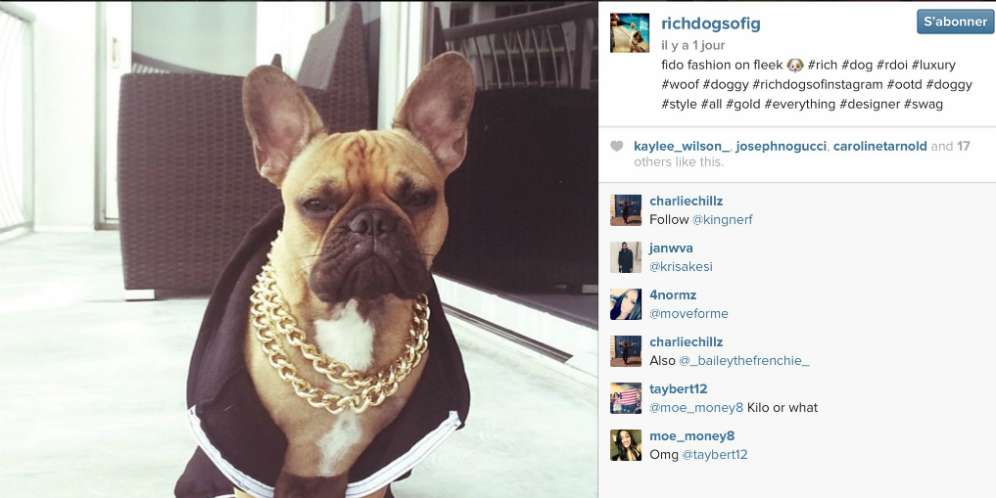 Saat Anjing Kaya Pamer Harta