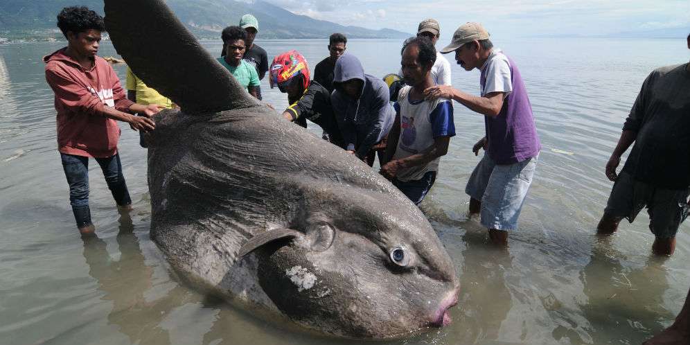 Ikan `Matahari` Raksasa Terdampar di Palu