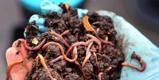 Hujan Cacing Tanah