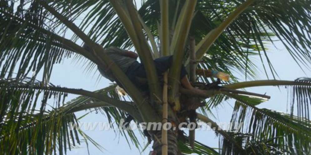 Diomeli Istri, Kakek Salimin Tidur di Atas Pohon Kelapa