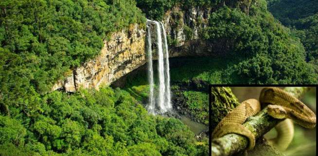 1. Menyusuri Pulau Ular di Brasil