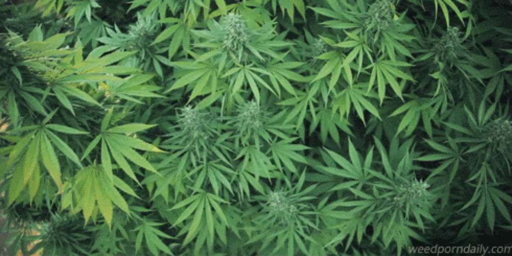 7. Beberapa Negara Bagian AS Legalkan Ganja