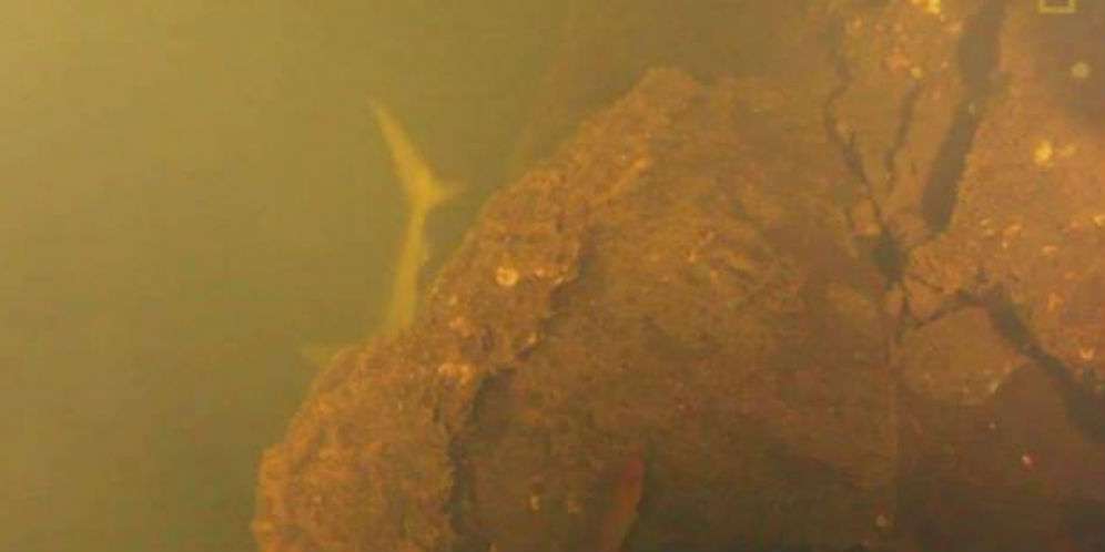 9. Gunung Bawah Laut yang Penuh Hiu