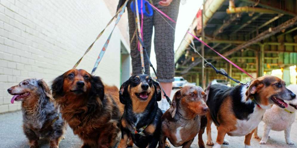 1. Pendamping Anjing (Dog Walker)