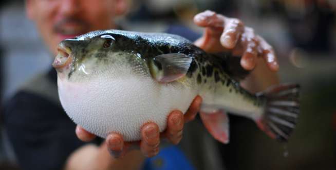 Ikan Fugu