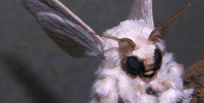Poodle Moth