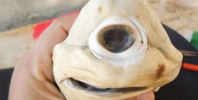 Cyclops Shark