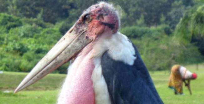 Marabou Stork
