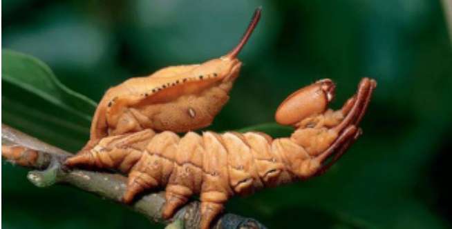 Lobster Moth