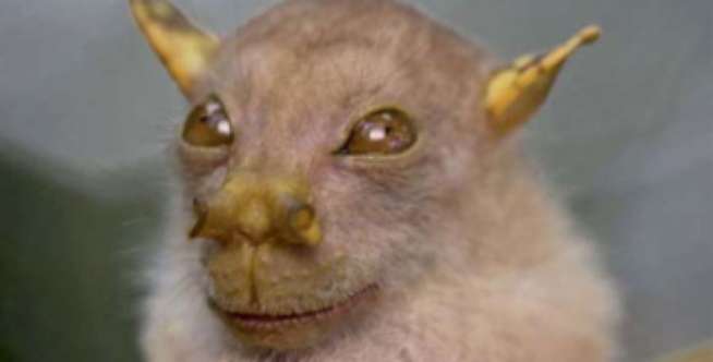 Tube Nosed Bat
