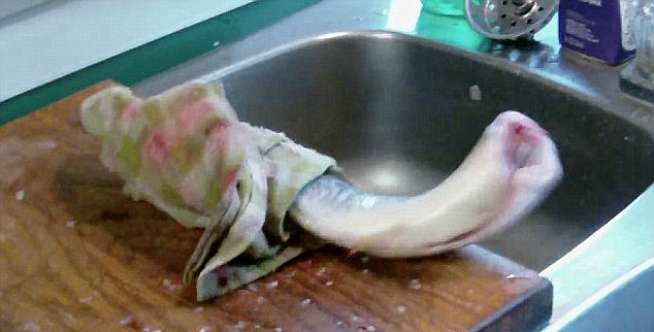 Ikan Melompat Saat Dimakan