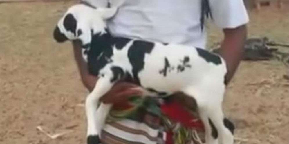Ajaib, Ada Lafal Muhammad di Perut Domba Ini