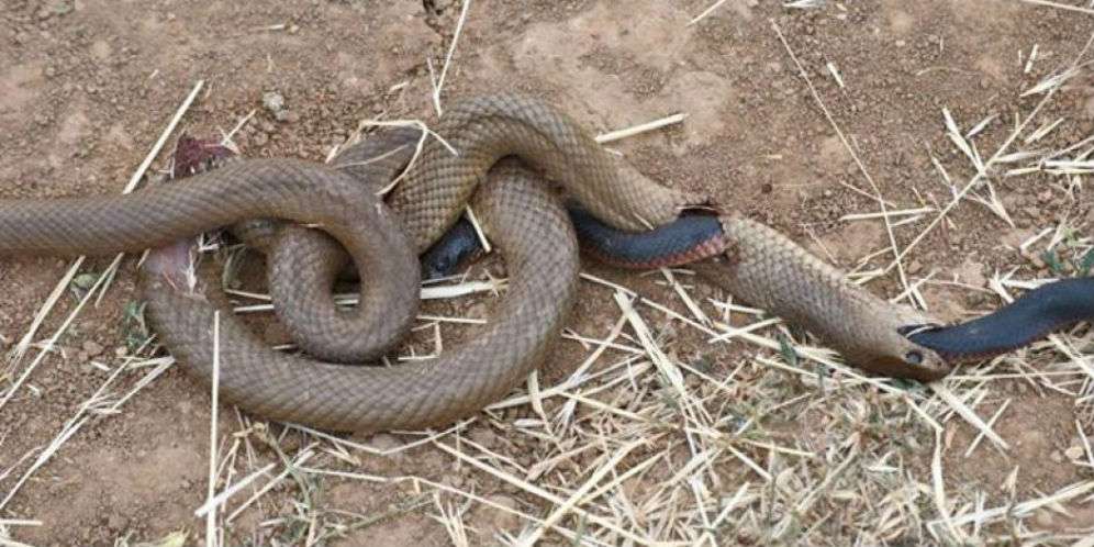 Foto 2 Ular Mati Terbelit Bikin Heboh Sosmed