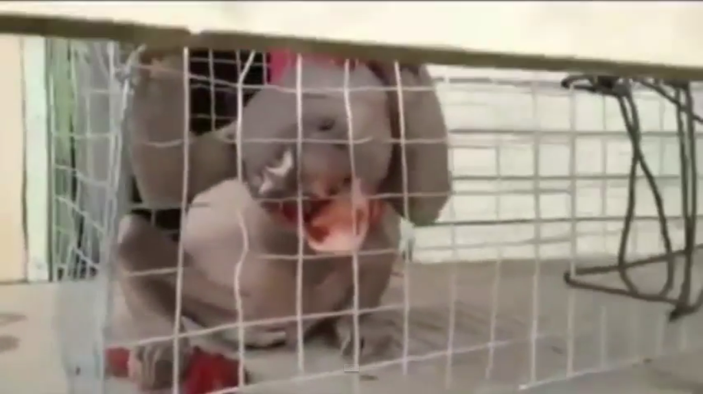 Hewan Misterius `Setengah Beruang` Gegerkan Sosmed