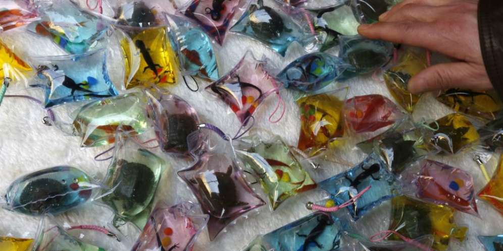 Hewan Hidup Dijadikan Gantungan Kunci