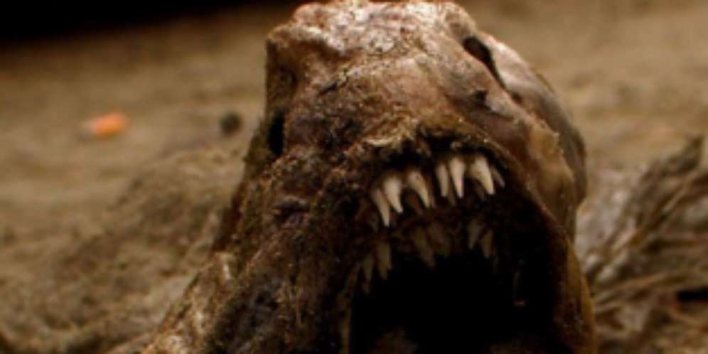 5 Hewan Paling Menyeramkan di Muka Bumi