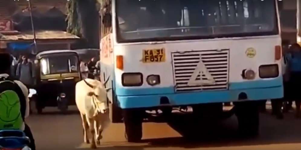 Sapi Ini Coba Hentikan Sebuah Bus Sejak 4 Tahun Lalu, Ada Apa?