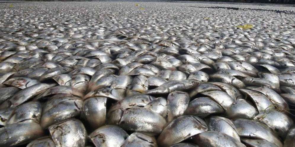 Misteri Jutaan Ikan Mati di Laut Ancol Terkuak!