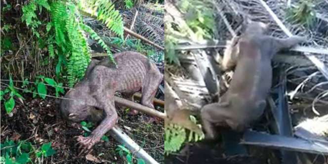 Teka-teki Makhluk Misterius di Pulau Kalimantan Terkuak
