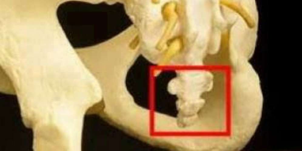 Misteri Tulang Ekor yang Merekam Semua Perbuatan Manusia