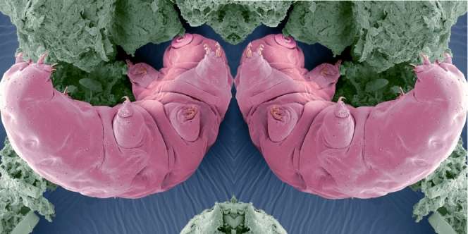 Hewan `Dihidupkan` Usai 30 Tahun Beku, Lihat yang Terjadi