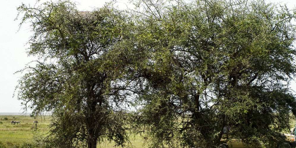 Foto Biasa Ini Bikin Geger Dunia, Apa yang Janggal?