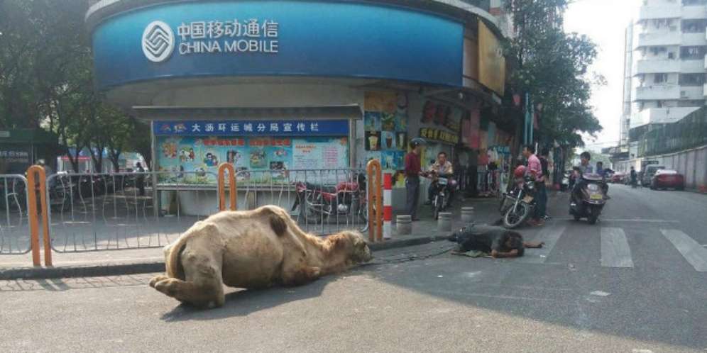 Unta Dimutilasi, Dipaksa Ikut Mengemis