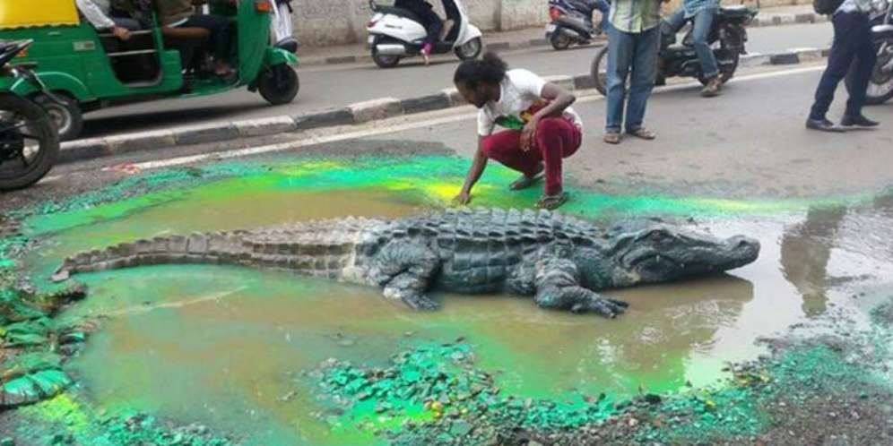 Geger Buaya Muncul dari Jalan Berlubang