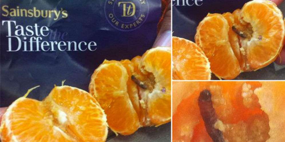 Menjijikan! Makan Jeruk `Bonus` Ulat