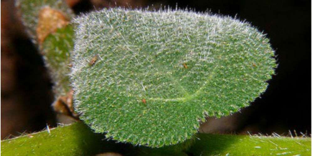 Tanaman Beracun di Dunia Asal Indonesia