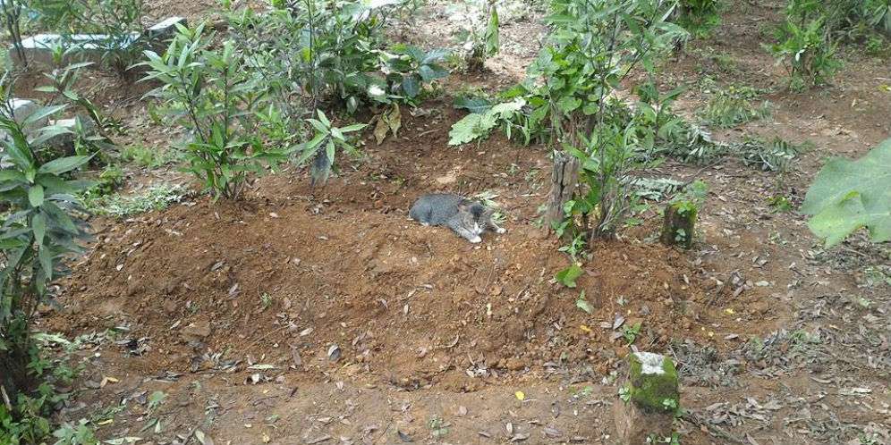 Mengapa Kucing Itu Diam Saban Hari di Kuburan, Ternyata...