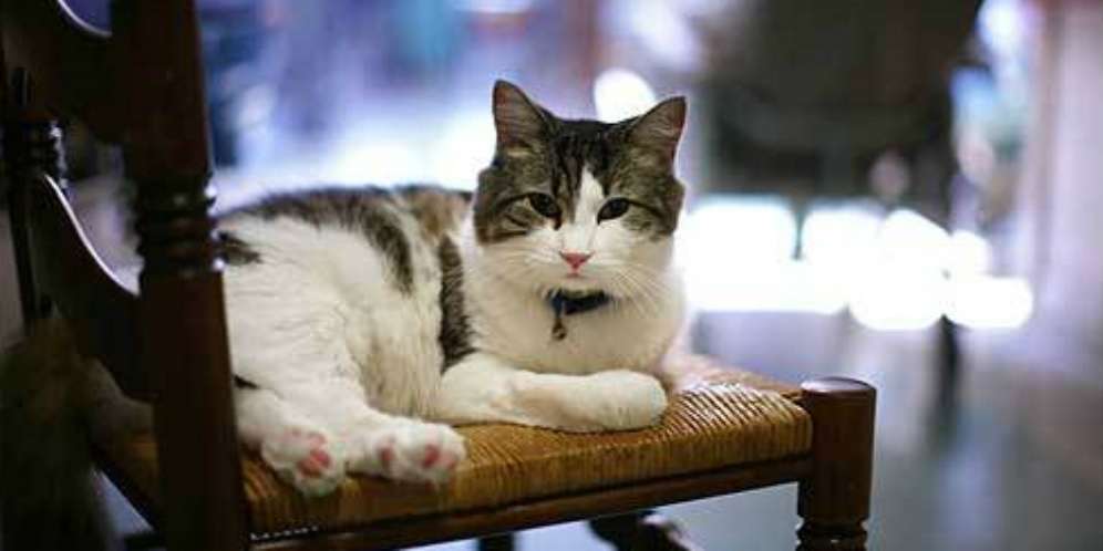 Jual Beli Kucing Diharamkan?