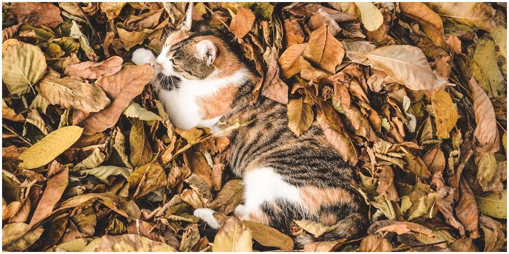 Tata Cara Mengubur Kucing Mati dengan Benar