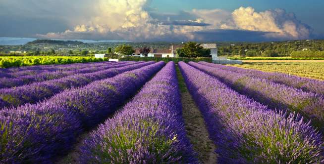 10 Taman Bunga Paling Indah di Dunia