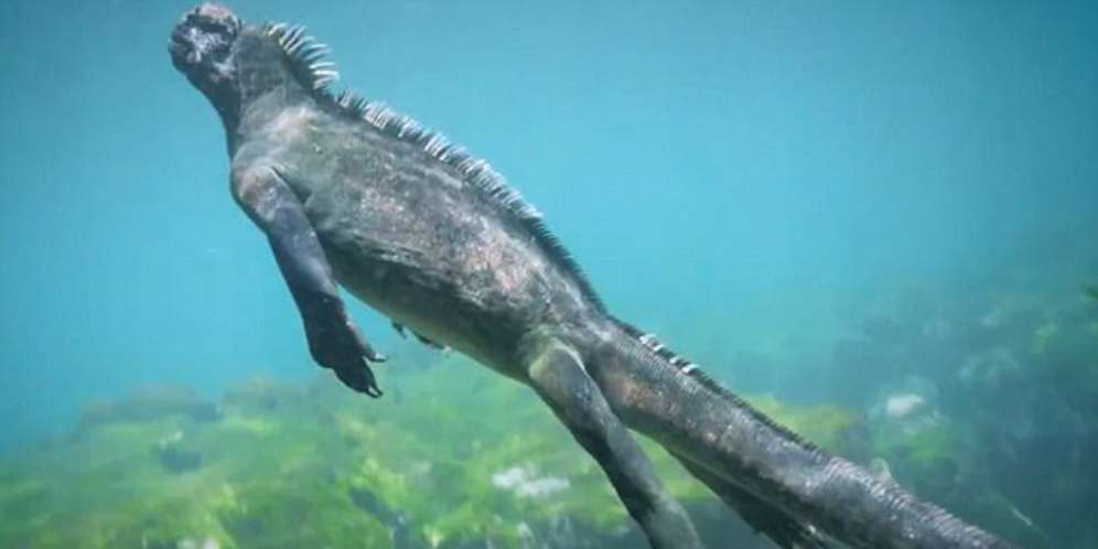 Geger `Godzilla` Tertangkap Kamera di Kepulauan Galapagos