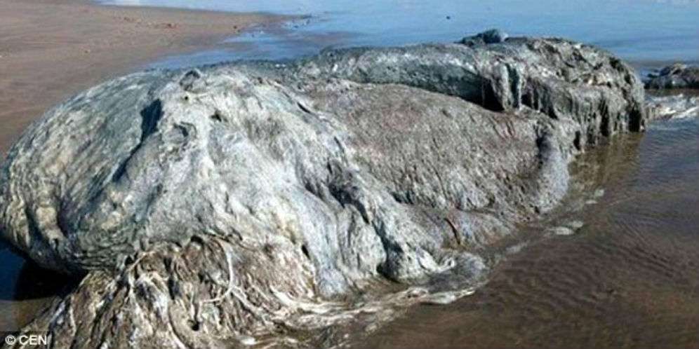 Geger Makhluk Raksasa Misterius Terdampar di Pantai
