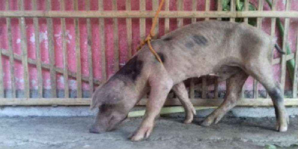Misteri Babi Jadi-jadian di Solo Akhirnya Terkuak