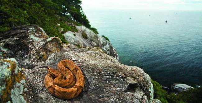 Ilha da Queimada Grande