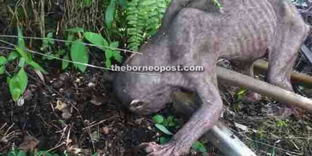 Geger, Makhluk "Gollum" Muncul di Perkebunan Sawit