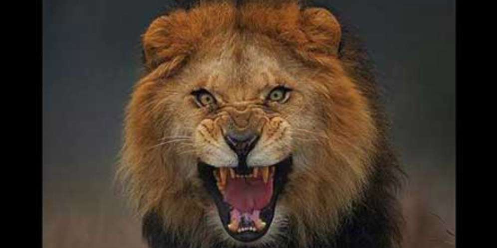Ingin Pamer `Mukjizat`, Nabi Palsu Malah Digigit Singa Lapar
