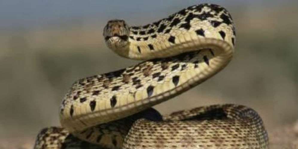 Inilah Orang yang Dikalungi Ular Besar di Hari Kiamat