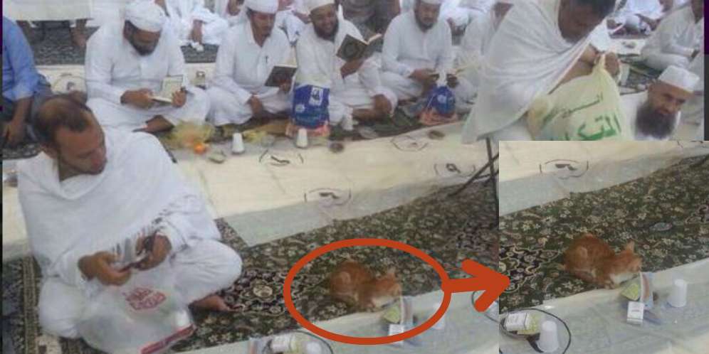 Heboh! Kucing Bersabar Tunggu Buka Puasa di Masjidil Haram