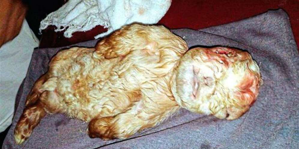 Teka-teki Anak Kambing Mirip Bayi Manusia Terkuak! Ternyata...