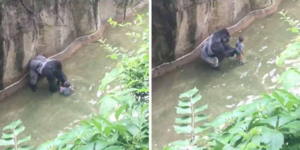 Bocah Jatuh ke Kolam, Diseret Gorila Lalu....