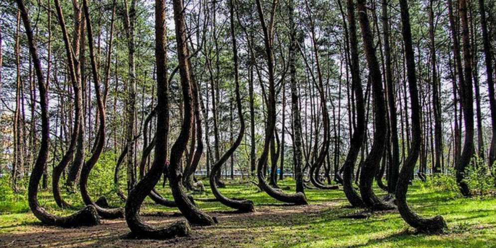 11. Crooked Forest