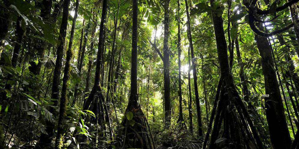 Misteri Pohon Bisa Berjalan Terkuak!