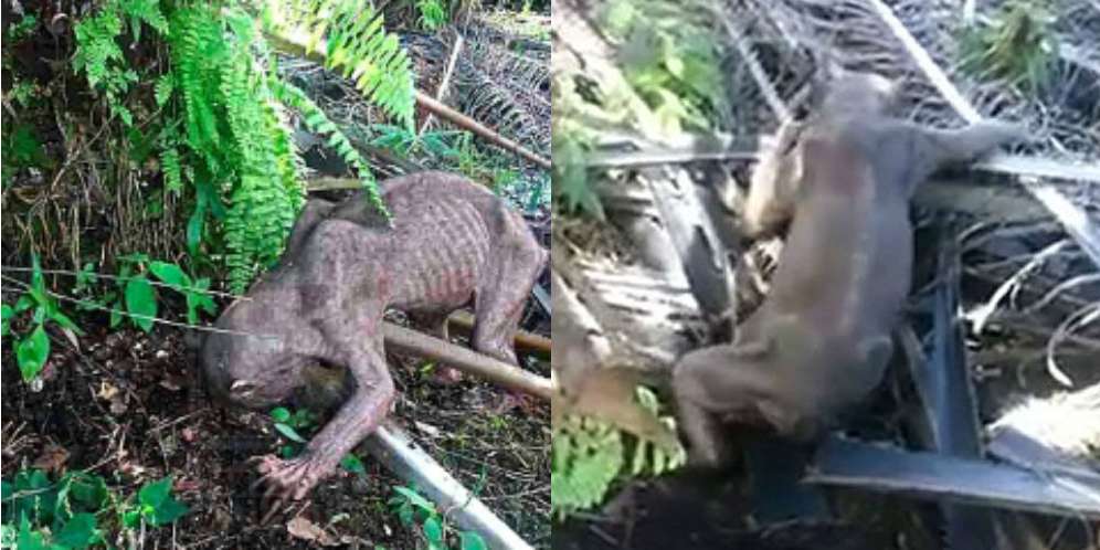 Teka-teki Makhluk Misterius di Pulau Kalimantan Terkuak
