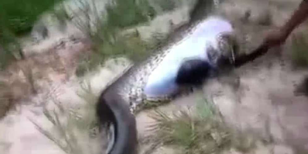 Merekam Dirinya Dimakan Anaconda