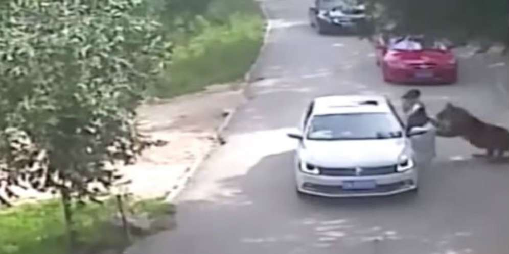 Video Detik-detik Harimau Seret Wanita Malang